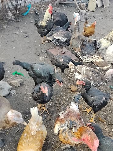 Другие с/х животные: Продаются сельскохозяйственные птицы смешанного поголовья для — 15