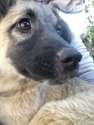 Отдам даром собаку: Щеноки бардер-колли, среднего размера . умные,домашние,мальчики.6 — 3