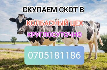 уй сх животное: Куплю | Коровы, быки, Лошади, кони | Круглосуточно, Любое состояние, Забитый