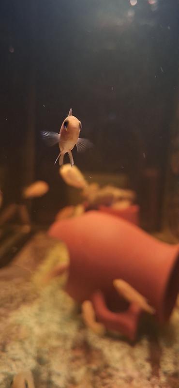 akva: Dördbucaq akvarium, Balıqlarla birlikdə, 96 l, Ünvandan götürmə — 8
