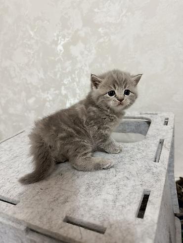 pitomnik temir: Котята, домашние, короткошёрстные, окрасы серый/голубой и табби — 2