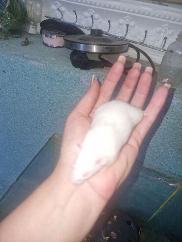 kirpi ne yeyir: Ev heyvanları – siçan və hamsterlər - Şəkillərdə müxtəlif rəng və