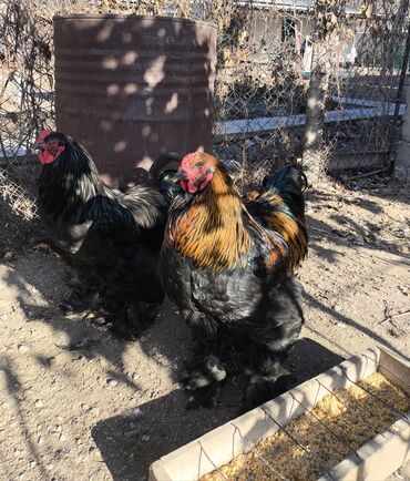 Куры, петухи: Продаю | Петух | Брама, Кохинхин | Для разведения — 7