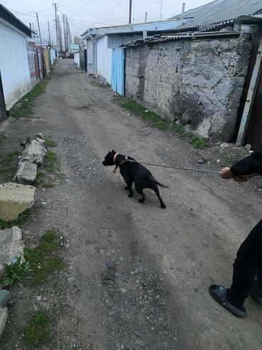 тайган ургачы: Питбуль, 1 жаш, Ургаачы, Ит тегин тастыктоочу документ, Эмделген