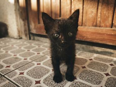 Мышыктар: Котята наполовину шотландцы Родились 27.08.26 Возраст 1 месяц Кушают — 3