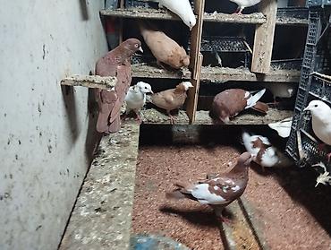 quşlar: Cürbəcür dekorativ göyərçinlər – kolleksiya üçün - Rənglər: ağ — 6