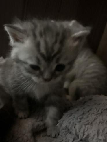 отдаю котят: 2 месяца, Девочка, Приучена к лотку — 2
