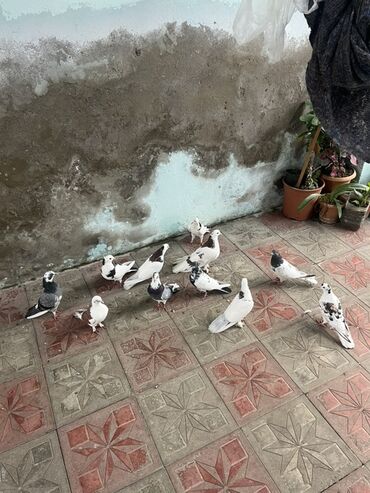 попугай ара цена: Qiymət sondu 11 quşdu. Topasının qiyməti 80 azn