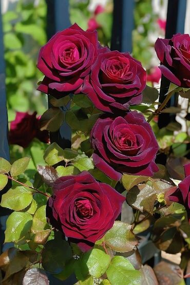 Сфера образования: Işə ehtiyacım var resepşın,qablaşdırıcı