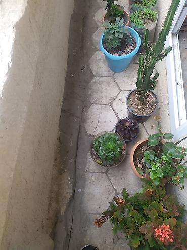 sitili: Müxtəlif saksı bitkiləri və sukkulent kolleksiyası Təsvir: - — 2