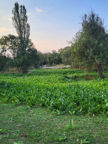 Daşınmaz əmlak: 52 sot, Kənd təsərrüfatı, Barter mümkündür, Kupça (Çıxarış)