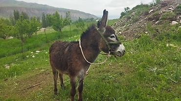 Осёл (самец), средний рост. Окрас тёмно‑бурый с более светлой мордой и at lalafo.kg Осёл (самец), средний рост. Окрас тёмно‑бурый с более светлой мордой и