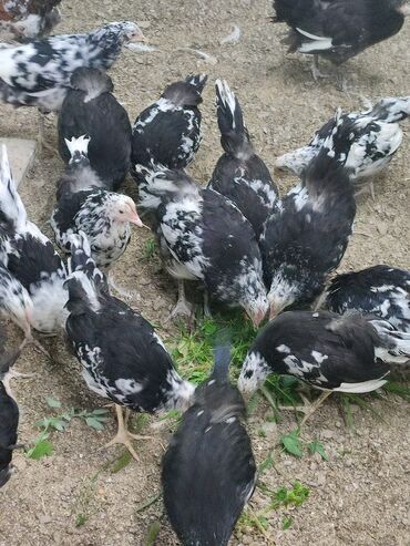 австралорп куры: Продам цыплят чёрно - пёстрого Австралорпа. Возраст 2 месяца. Из