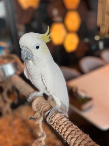 pitbull satisi: Kakadu Papuqayı satılır,2 yasinda