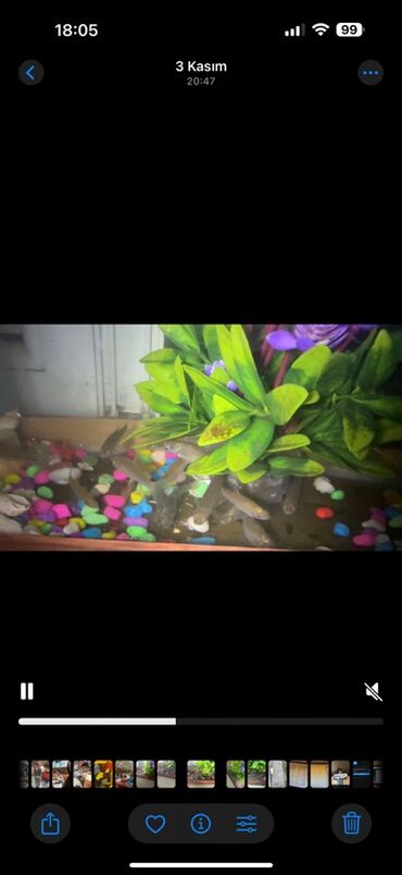 Balıqlar: Sülhsevər, Ünvandan götürmə -da lalafo.az — 7 Balıqlar: Sülhsevər, Ünvandan götürmə — 7