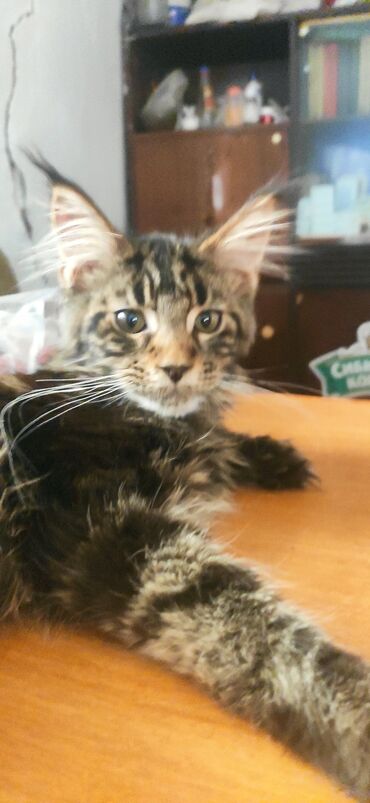 шотландский вислоухий кот купить: Продается очаровательный котик Мейн Куна . К лотку приучин . Родился 7