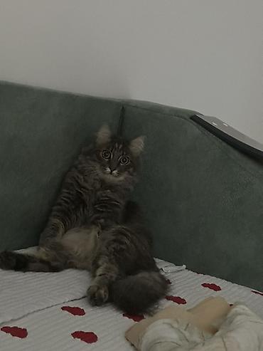 куда можно сдать кошку: Девочка, Приучена к лотку — 2