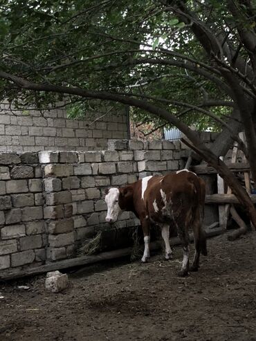 Dişi, Simental, il: 1, Südlük