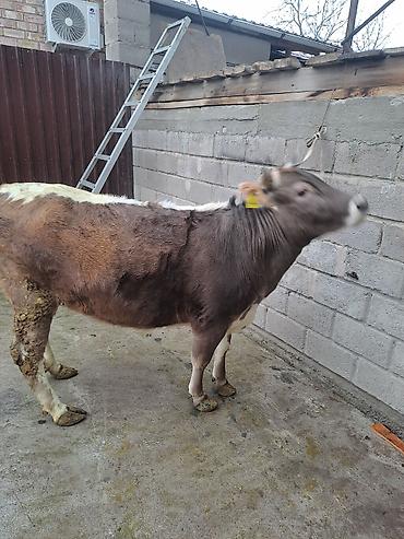 Коровы, быки: Продаю | Корова (самка) | Для молока at lalafo.kg — 8 Коровы, быки: Продаю | Корова (самка) | Для молока — 8