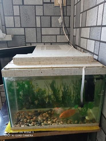 akvarium lampa: Dördbucaq akvarium, Balıqlarla birlikdə, 10 l — 2