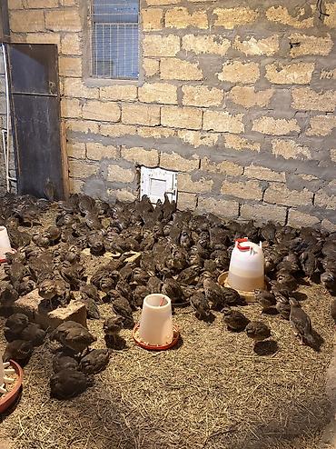 Цыплята: Xınalı kəklik cücələri tam sağlam 3 aylıq çıxışlarımız başladı tələsin — 2