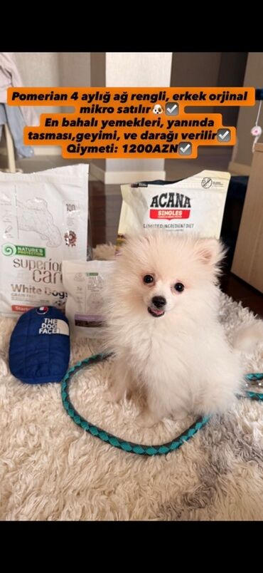 купить хаски щенка: Şpitz, 4 ay, Erkek, Sənədli