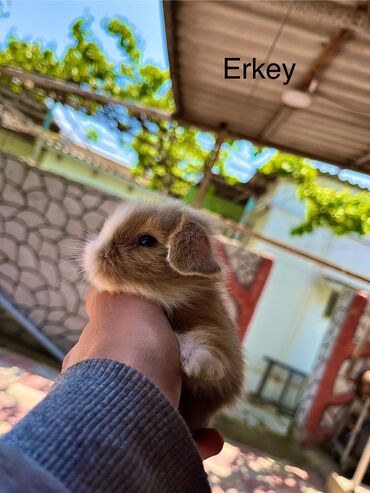 Dovşanlar: Salam🖐🏻. Müxtelif karlik reng seçimleri ve sortları var 🎁 ad — 8