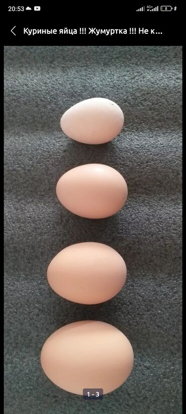 яйца несушек: Жумутка сатылат оптом бада доставка бар с1