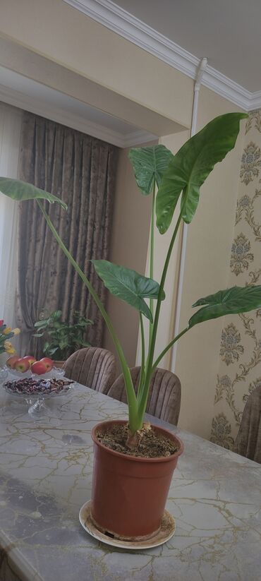 Otaq bitkiləri: Alocasiya gülü. hər zaman yaşıl hər zaman gözəl görkəmli ev gülü