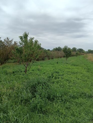 Ağaclar: Məhsul: Fındıq bağı və gilas bağı Təsvir: 1.20 Ha ərazidə 12illik — 13