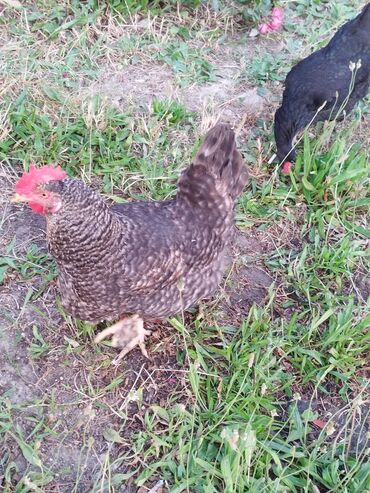 kend toyugu: Toyuq, Australorp, Yumurtalıq, Ünvandan götürmə