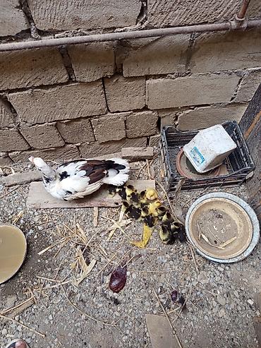 bakida cins ineklerin satisi: Salam. Lal ördək balaaları satılır tam sağlamdılar 12. dənədirlər — 5