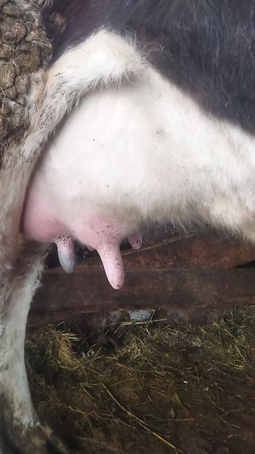 Коровы, быки: Продаю | Корова (самка) | Полукровка | Для молока | Стельные — 4