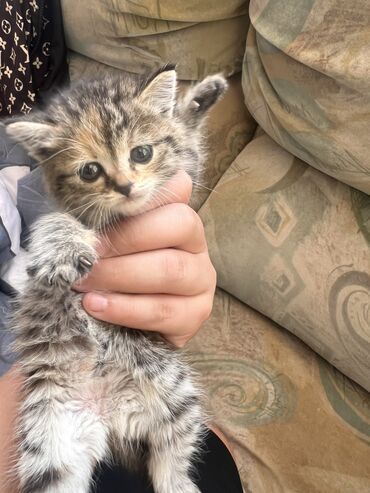 шотландская прямоухая кошка цена: 1 месяц, Девочка, Серый