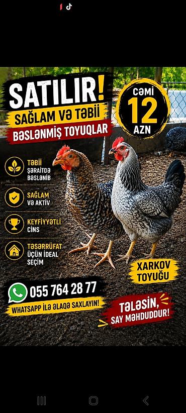 yunun qiyməti: Məhsul: Təbii kənd yumurtaları və fermer toyuqları Xüsusiyyətlər: - — 2
