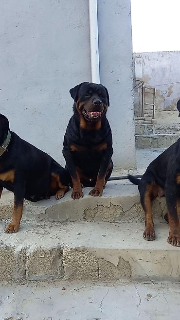 İtlər: Rotveyler, 2 ay, Erkək, Peyvəndli, Ünvandan götürmə — 12