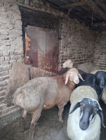 Баран, овца: Продаю | Баран (самец) | Арашан | Для разведения | Осеменитель — 1