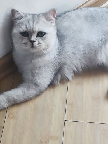 кошка с разными глазами: Скотиш Страйт (Шотландская прямоухая), 8 месяцев, Девочка, Серебристая шиншилла, Приучена к лотку, Проглистована, С прививками