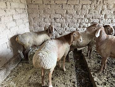 корова джерси купить: Продаю | Баран (самец) | Для разведения | Матка — 4