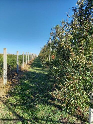 Prodaja zemljišta: Poljoprivredno zemljište — 11