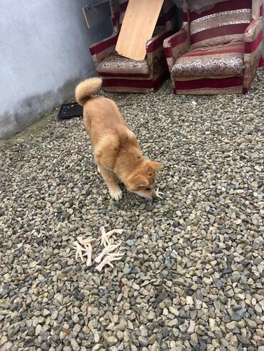 İtlər: Akita-inu, 3 ay, Erkek, Pulsuz çatdırılma — 4