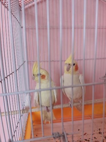 Попугаи: Nymph paraketləri (Cockatiel) – 2 ədəd cüt Xüsusiyyətlər: - Rəng — 3