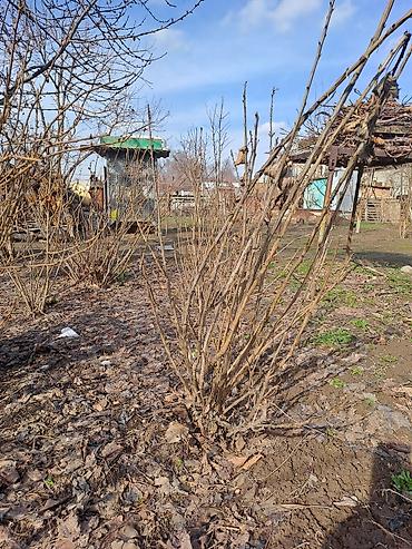 Смородина: Смородина — 20