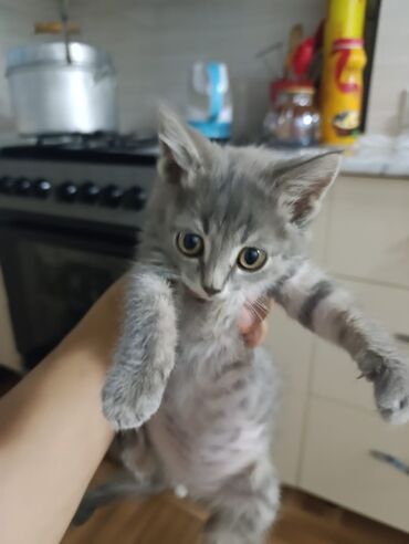 котята простые: Кошка даром: Беспородная, 2 месяца, Мальчик, Приучена к лотку, Проглистована