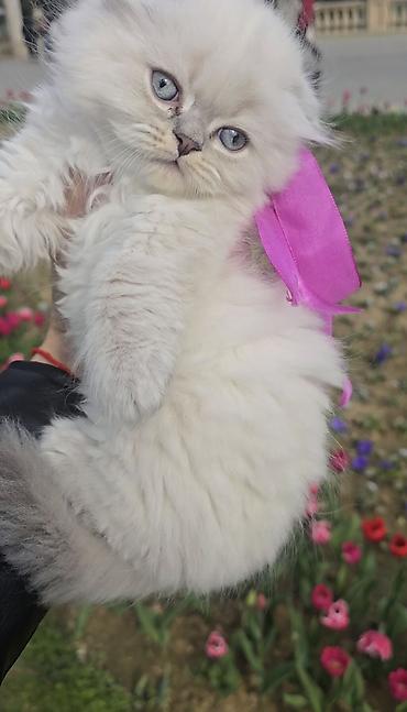 Pişiklər: Şotland yasti qulaq colir point erkey bala satişdadi.Fevralin 1 i — 4