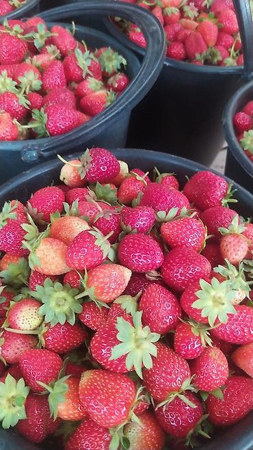 Клубника: Клубника — 20