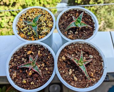 1 kub taxta qiymeti 2023: Aloe Rauhii hibrid növləri. Qiymət birinə aiddi. Mini ölçüləri olur