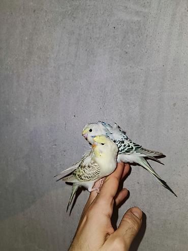 kreditle heyvan satisi: Satılır. bir cüt japoness bala . Erkek dişilər. 2 aylıqdı. ünvan — 1