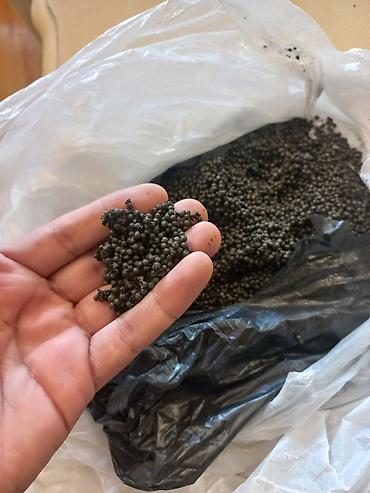 xirdalan gurcu xengeli: Salam Akvarium ücün qrunt akvarium bitkilərinin əkilməsi akvarium — 2