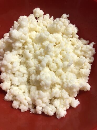 Mlečni proizvodi, jaja: Prodajem gljive za spravljanje tibetanskog kefira. Količina je — 15